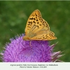 argynnis pandora daghestan male 2